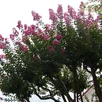 Bed & Breakfast La Maison Pourpre Tarbes