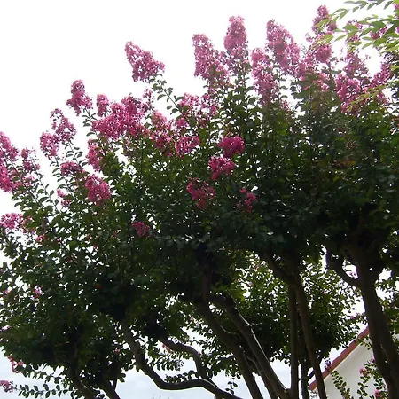 فندق مبيت وإفطار La Maison Pourpre تارْب