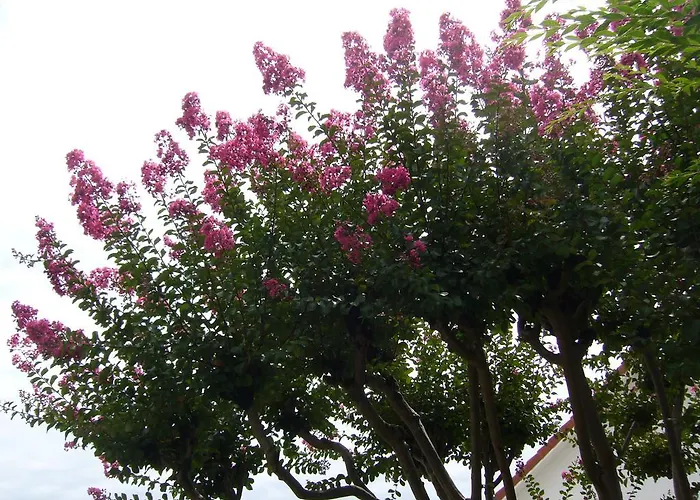 ベッド・アンド・ブレックファスト La Maison Pourpre タルブ